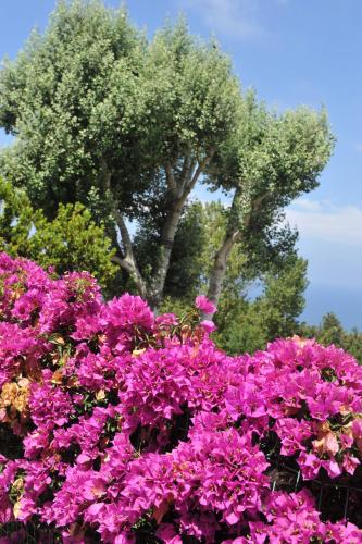 Gallery image of Sweetposeidon in Ischia