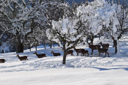 a group of deer standing in the snow next to a tree at Ferienwohnung Wieserberg in Dellach