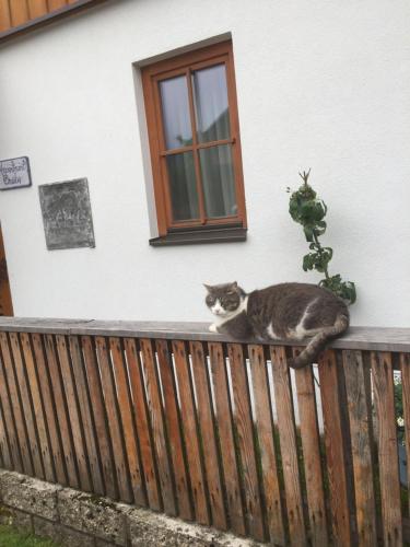 a cat sitting on a fence in front of a house at Appartement Emilia in Hallstatt