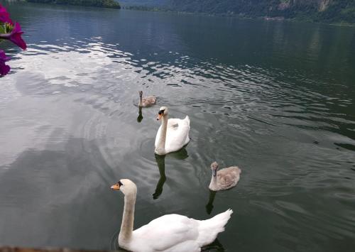 a group of swans swimming in a lake at Appartement Emilia in Hallstatt