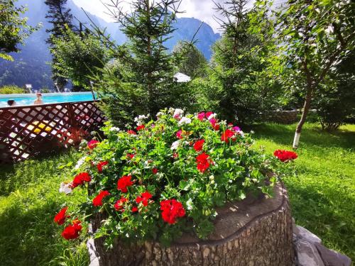 a flower pot filled with red and white flowers at Vila Alunis in Buşteni