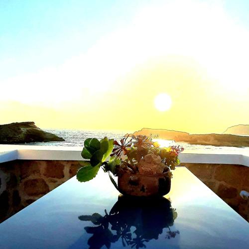 a potted plant sitting on top of a table at en lefko in Lefkos Karpathou
