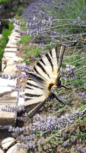 a butterfly is sitting on a bunch of purple flowers at Masseria boutique b&b in Montella