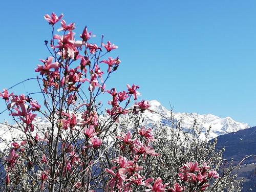 a tree with pink flowers in front of a snow covered mountain at Maison de l'Epine -spa- Versant du soleil in Granier