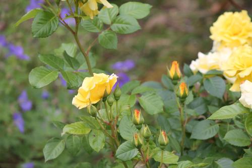 a group of yellow roses in a garden at La chambre aux hirondelles in Ittenheim