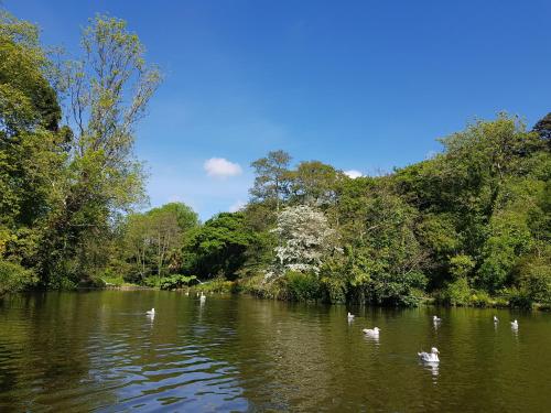 a group of swans swimming in a river with trees at Chy Bre in Truro