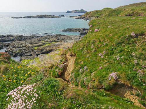 a grassy hill with flowers on it next to the ocean at Chy Bre in Truro