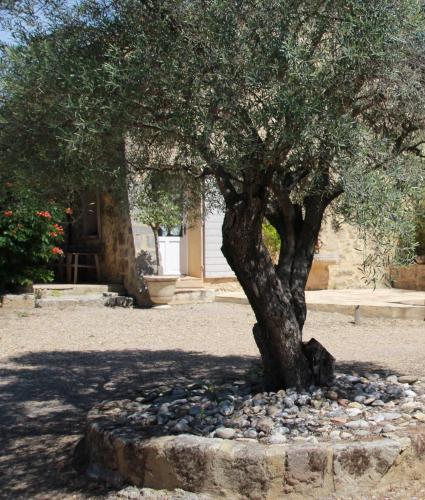 a tree in a pile of rocks next to a tree at Mas de la Frigoule in Le Pouget