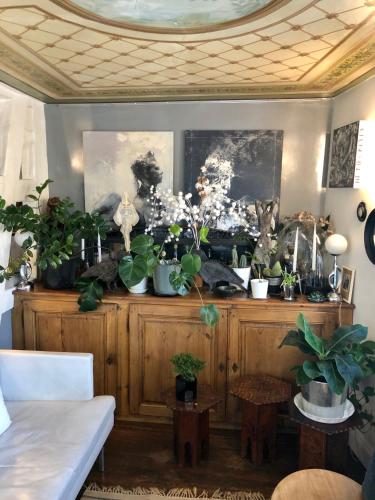 a bunch of potted plants on top of a wooden cabinet at Quai 17 Maison d'hôtes in Strasbourg
