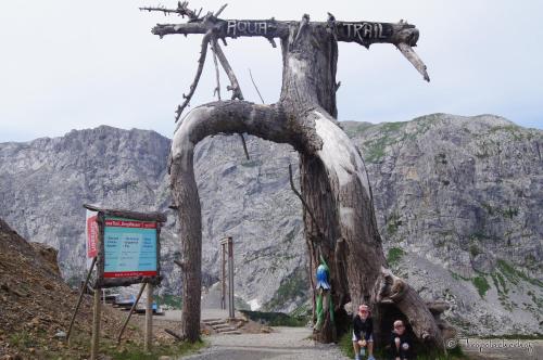 a dead tree on the side of a mountain at Der Tröpolacherhof Hotel & Restaurant in Tröpolach