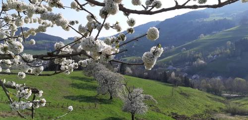 a tree with white flowers on it in a field at Gite "Lili" in Lapoutroie