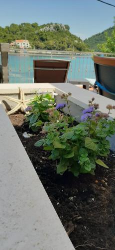 a garden with purple flowers in a planter at House Daniva in Okuklje
