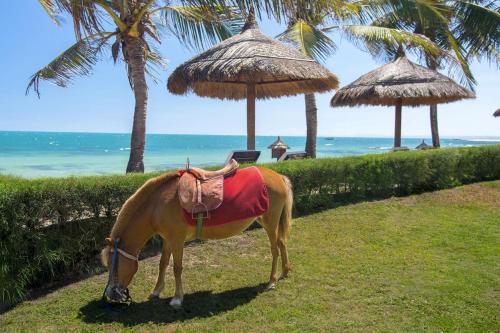 Ein Pferd grast im Gras in der Nähe des Strandes in der Unterkunft Victoria Phan Thiet Beach Resort & Spa in Mui Ne