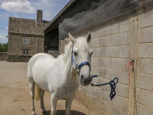 a white horse standing next to a brick wall at Swallows, 1 The Old Stables in Witney