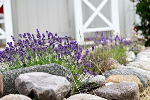 a garden with purple flowers in front of a house at Villa Tjurpannan Grebbestad in Grebbestad