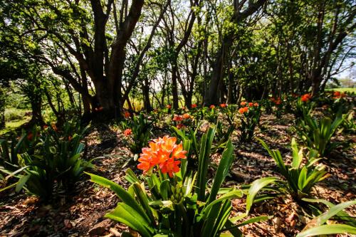a garden of flowers with trees in the background at Hotel Olivewood in East London