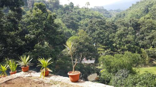 a group of potted plants on top of a mountain at Bantal Guling Villa in Lembang