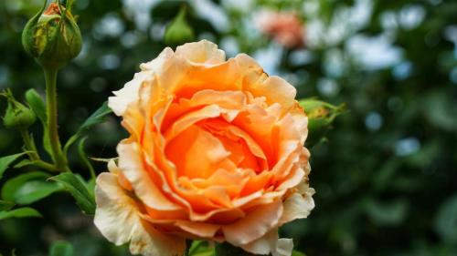 a close up of a peach colored rose at Bed & Breakfast Milù in Cuneo
