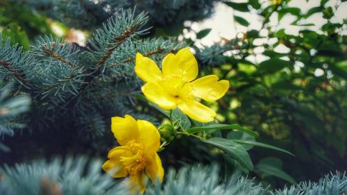 a couple of yellow flowers on a christmas tree at Bed & Breakfast Milù in Cuneo