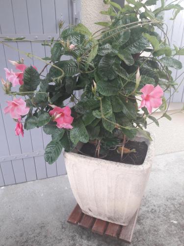 a potted plant with pink flowers in a pot at La charentaise ch d'hôtes ,Studio in Chérac