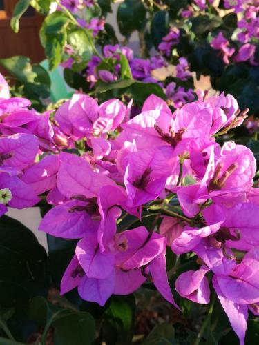 a bunch of purple flowers sitting next to each other at Apartman Mi in Nerezine