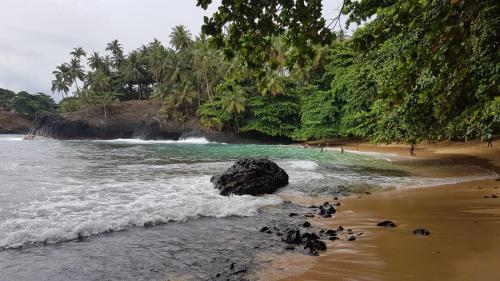 a group of penguins on a beach near the water at Gombela Ecolodge and Farming in São Tomé