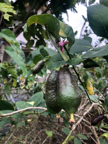 Un jardín fuera de Tien Chon Xiao Lin Homestay