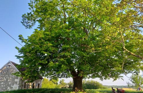 a tree in a field next to a house at La BerryCurienne proche du Zoo de Beauval Saint-Aignan avec SDB, WC ET SPA PRIVATIF pour chaque chambre in Luçay-le-Mâle