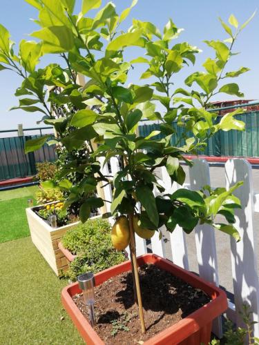 a pomegranate tree in a red planter at B&B FLAVIO in Pozzuoli