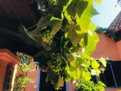 un montón de uvas verdes colgando de un árbol en Hotel Amanhavis, en Benahavís