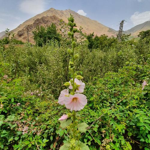 a pink flower in a field with mountains in the background at Dar Assarou - Toubkal National Park Lodge in Imlil