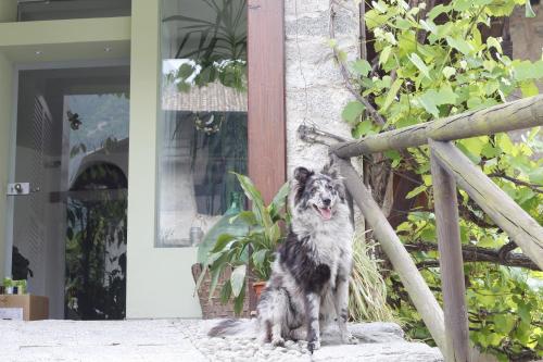 a dog sitting on a step in front of a door at B&B Casa Gori in Madice