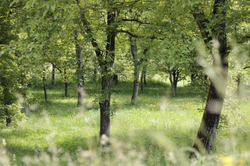 a group of trees in a field of grass at B&B Casa Gori in Madice