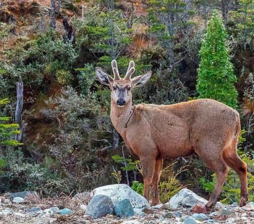 a deer standing on top of some rocks at Casa Cerro Castillo in Villa Cerro Castillo