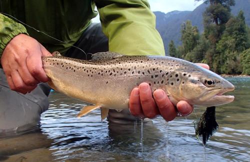 a man holding a brown trout in a river at Casa Cerro Castillo in Villa Cerro Castillo