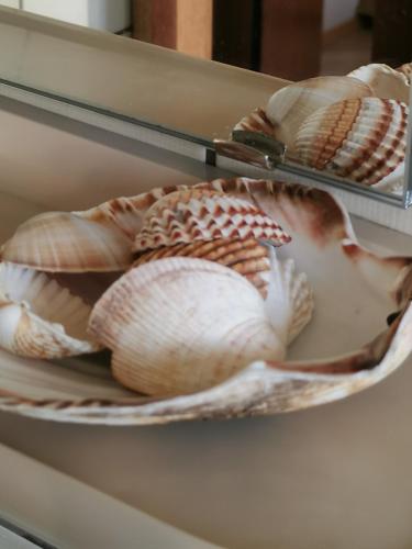 a plate of shells sitting on a shelf at Lenzenhof anno 1720 I in Schotten