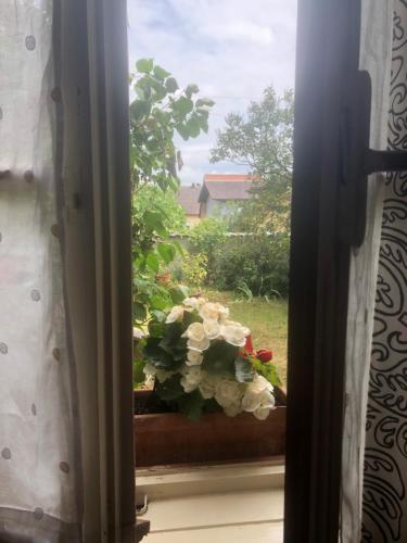 a window with a pot of flowers on a window sill at La Maison de juliette in Saint-Hippolyte