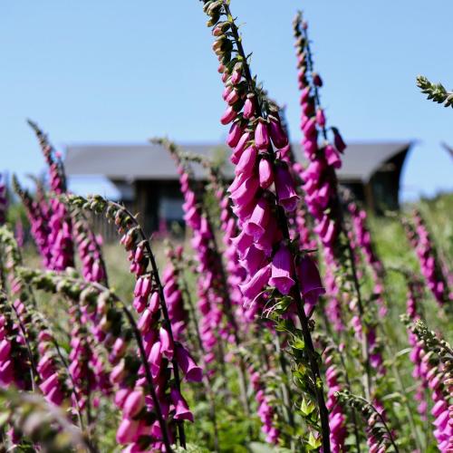a field of pink flowers in a field at Brackenhill Glamping - Safari Tent with Hot Tub in Ivybridge
