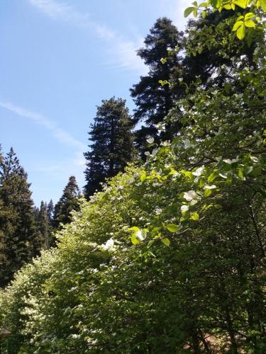 Bracken Fern Manor – Photos 3