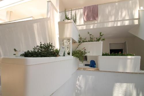 a group of potted plants in white pots on a wall at Sabbia e Mare in Torre San Giovanni Ugento