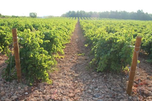 a dirt road through a field of vines at Hotel rural Entreviñas in Caudete de las Fuentes
