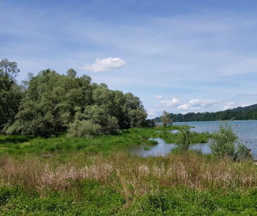 a grassy field with a river and trees at Hôtel Restaurant le Gruyérien in Morlon