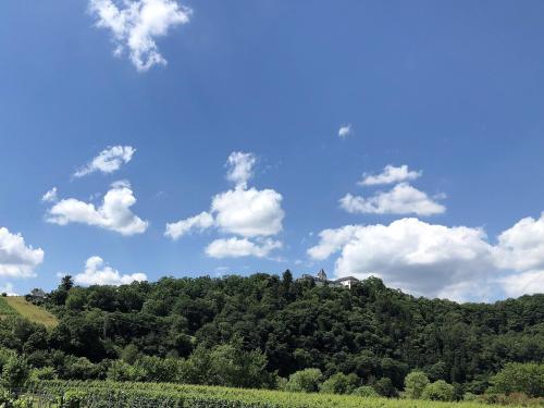 a house on top of a hill with trees at Ferienhaus Moselpromenade in Zell an der Mosel