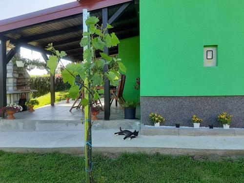 a small tree in front of a green building at Ruralna kuća za odmor Viktorija in Čaglin