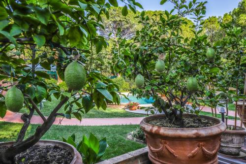 I Limoni Studios – Photos 4