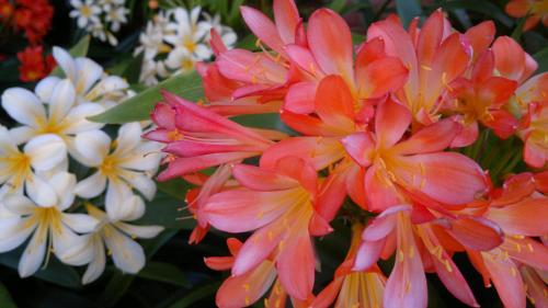 a group of pink and white flowers in a garden at Serendipity Country House & Restaurant in Wilderness