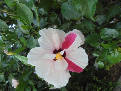 a white and pink flower on a tree at Vila Ori in Ksamil