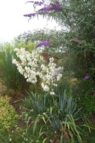 a bunch of white flowers in a garden at En mode Pause in Dinant