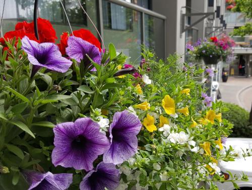 a bunch of colorful flowers in a garden at Accent Inns Kamloops in Kamloops