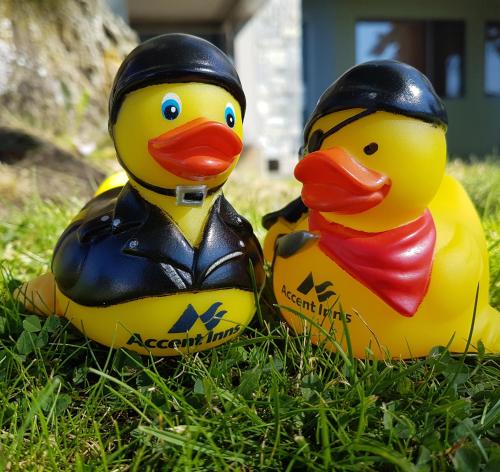 two rubber ducks sitting in the grass at Accent Inns Kelowna in Kelowna